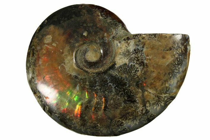 Red/Green Flash Ammonite Fossil - Madagascar #187260